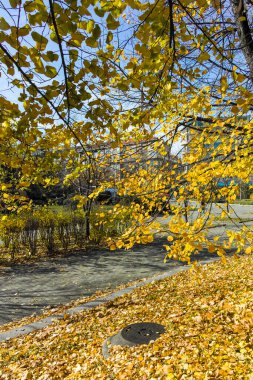 SOFYA, BULGARIA - 11 Kasım 2021: Bulgaristan 'ın Sofya kentinin şaşırtıcı sonbahar manzarası