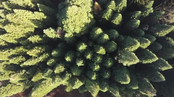 Pemandangan Udara Dari Hutan Sequoia Lama Dekat Desa Bogoslov Wilayah — Stok Video