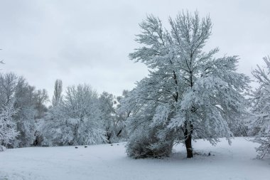 Bulgaristan 'ın Sofya kentindeki South Park' ın şaşırtıcı kış manzarası