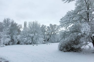 Bulgaristan 'ın Sofya kentindeki South Park' ın şaşırtıcı kış manzarası