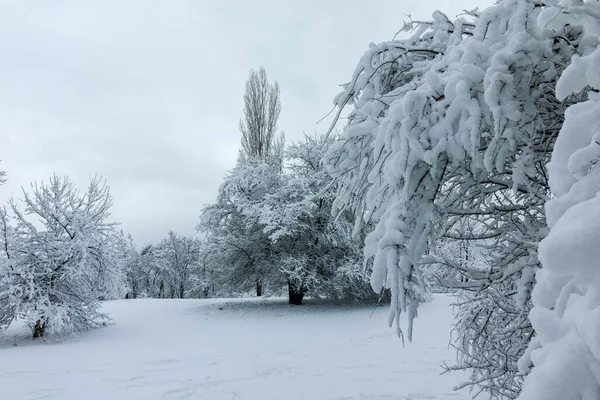 Amazing Winter Landscape South Park City Sofia Bulgaria — Stock Photo, Image