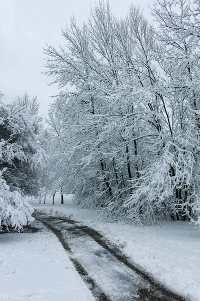 Удивительный Зимний Пейзаж Южного Парка Городе София Болгария — стоковое фото