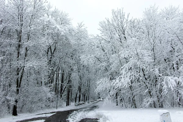 Дивовижний Зимовий Пейзаж Південного Парку Софії Болгарія — стокове фото