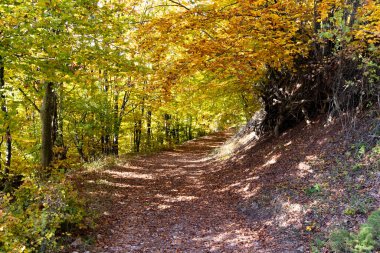 Bulgaristan 'ın Pernik Bölgesi, Kamenititsa zirvesi yakınlarındaki Erul dağının şaşırtıcı sonbahar manzarası