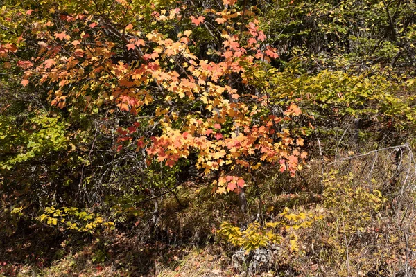 Amazing Autumn Landscape Erul Mountain Kamenititsa Peak Pernik Region Bulgaria — Stock Photo, Image