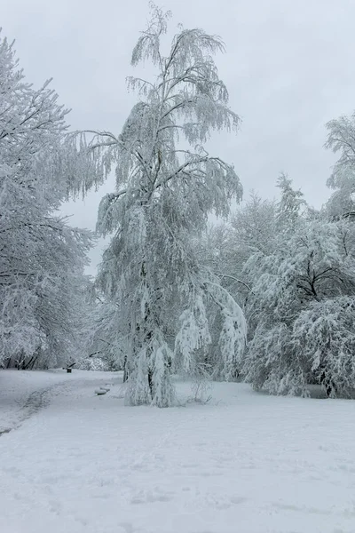 Paisagem Inverno Incrível South Park Cidade Sofia Bulgária — Fotografia de Stock