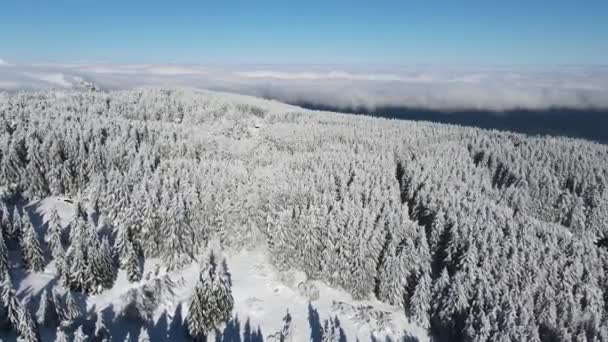 Aerial Winter View Vitosha Mountain Περιφέρεια Πόλης Της Σόφιας Βουλγαρία — Αρχείο Βίντεο