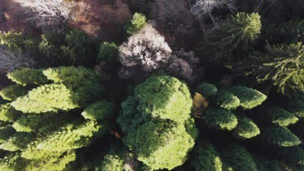 Aerial View Old Sequoia Forest Village Bogoslov Kyustendil Region Bulgaria — Stock Video