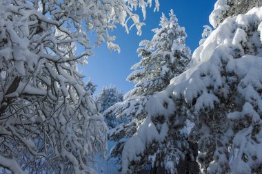 Bulgaristan 'ın Sofya Şehir Bölgesi, Vitosha Dağı' nın İnanılmaz Kış manzarası