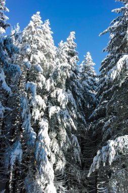Bulgaristan 'ın Sofya Şehir Bölgesi, Vitosha Dağı' nın İnanılmaz Kış manzarası