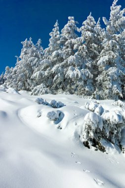 Bulgaristan 'ın Sofya Şehir Bölgesi, Vitosha Dağı' nın İnanılmaz Kış manzarası