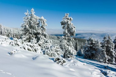 Bulgaristan 'ın Sofya Şehir Bölgesi, Vitosha Dağı' nın İnanılmaz Kış manzarası