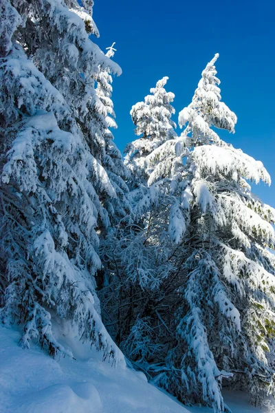 Paysage Hivernal Incroyable Montagne Vitosha Région Sofia Bulgarie — Photo