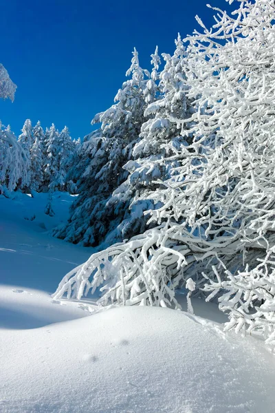 Geweldige Winter Landschap Van Vitosha Mountain Sofia City Region Bulgarije — Stockfoto