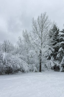 Bulgaristan 'ın Sofya kentindeki South Park' ın şaşırtıcı kış manzarası