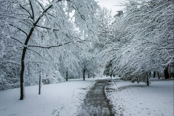 Дивовижний Зимовий Пейзаж Південного Парку Софії Болгарія — стокове фото