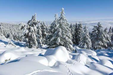 Bulgaristan 'ın Sofya Şehir Bölgesi, Vitosha Dağı' nın İnanılmaz Kış manzarası