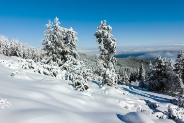 Bulgaristan 'ın Sofya Şehir Bölgesi, Vitosha Dağı' nın İnanılmaz Kış manzarası