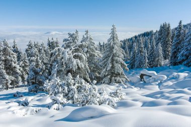 Bulgaristan 'ın Sofya Şehir Bölgesi, Vitosha Dağı' nın İnanılmaz Kış manzarası