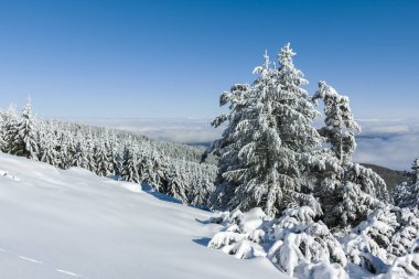 Bulgaristan 'ın Sofya Şehir Bölgesi, Vitosha Dağı' nın İnanılmaz Kış manzarası