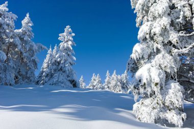 Bulgaristan 'ın Sofya Şehir Bölgesi, Vitosha Dağı' nın İnanılmaz Kış manzarası