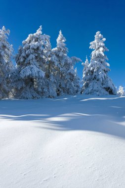 Bulgaristan 'ın Sofya Şehir Bölgesi, Vitosha Dağı' nın İnanılmaz Kış manzarası