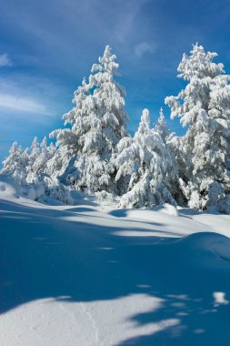 Bulgaristan 'ın Sofya Şehir Bölgesi, Vitosha Dağı' nın İnanılmaz Kış manzarası