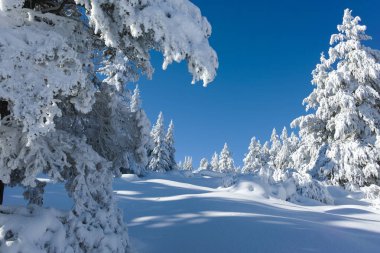 Bulgaristan 'ın Sofya Şehir Bölgesi, Vitosha Dağı' nın İnanılmaz Kış manzarası