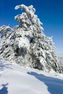 Bulgaristan 'ın Sofya Şehir Bölgesi, Vitosha Dağı' nın İnanılmaz Kış manzarası
