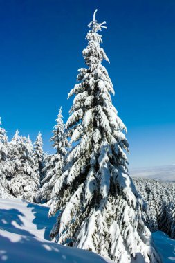 Bulgaristan 'ın Sofya Şehir Bölgesi, Vitosha Dağı' nın İnanılmaz Kış manzarası