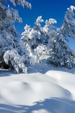 Bulgaristan 'ın Sofya Şehir Bölgesi, Vitosha Dağı' nın İnanılmaz Kış manzarası