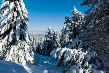 Bulgaristan 'ın Sofya Şehir Bölgesi, Vitosha Dağı' nın İnanılmaz Kış manzarası