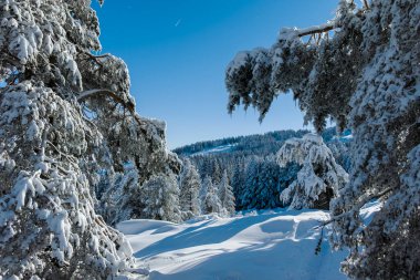 Bulgaristan 'ın Sofya Şehir Bölgesi, Vitosha Dağı' nın İnanılmaz Kış manzarası