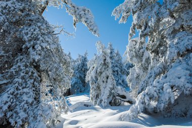 Bulgaristan 'ın Sofya Şehir Bölgesi, Vitosha Dağı' nın İnanılmaz Kış manzarası