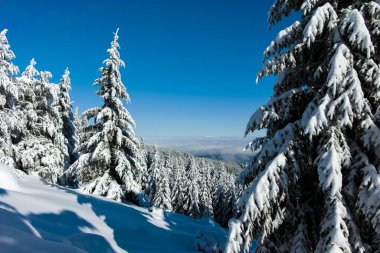 Bulgaristan 'ın Sofya Şehir Bölgesi, Vitosha Dağı' nın İnanılmaz Kış manzarası