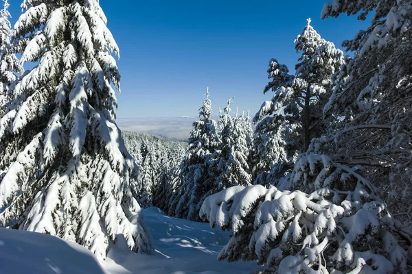 Paisagem Inverno Incrível Montanha Vitosha Região Cidade Sofia Bulgária — Fotografia de Stock