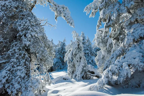 Geweldige Winter Landschap Van Vitosha Mountain Sofia City Region Bulgarije — Stockfoto