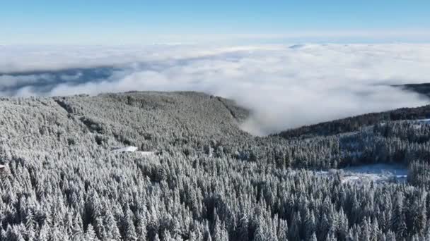 Vue Aérienne Hiver Montagne Vitosha Région Sofia Bulgarie — Video