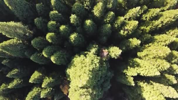 Vista Aérea Antiga Floresta Sequoia Perto Aldeia Bogoslov Região Kyustendil — Vídeo de Stock