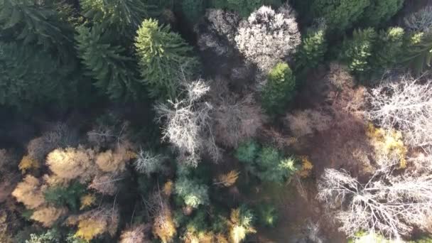 Vista Aérea Del Antiguo Bosque Sequoia Cerca Aldea Bogoslov Región — Vídeos de Stock