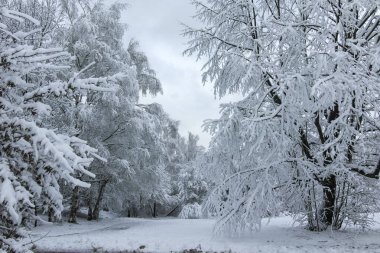Bulgaristan 'ın Sofya kentindeki South Park' ın şaşırtıcı kış manzarası