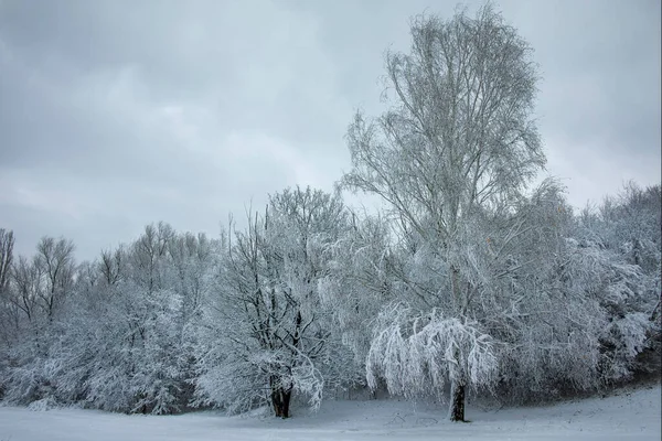 Amazing Winter Landschap Van South Park Stad Sofia Bulgarije — Stockfoto