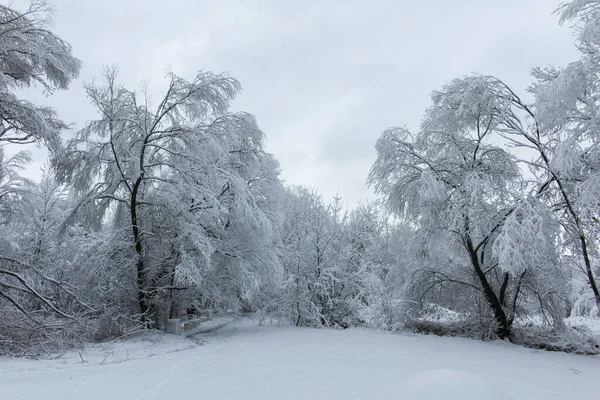 Bulgaristan 'ın Sofya kentindeki South Park' ın şaşırtıcı kış manzarası