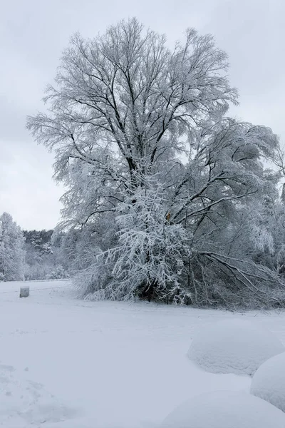 Niesamowity Zimowy Krajobraz South Parku Mieście Sofia Bułgaria — Zdjęcie stockowe