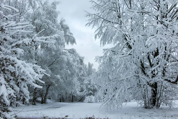 Bulgaristan 'ın Sofya kentindeki South Park' ın şaşırtıcı kış manzarası