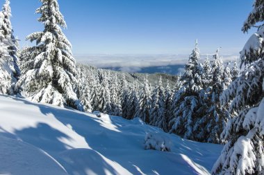 Bulgaristan 'ın Sofya Şehir Bölgesi, Vitosha Dağı' nın İnanılmaz Kış manzarası