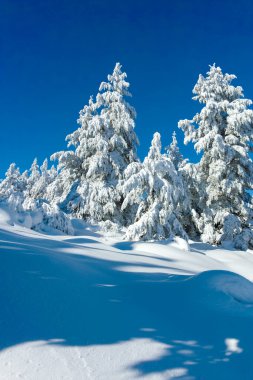 Bulgaristan 'ın Sofya Şehir Bölgesi, Vitosha Dağı' nın İnanılmaz Kış manzarası