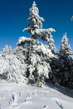 Bulgaristan 'ın Sofya Şehir Bölgesi, Vitosha Dağı' nın İnanılmaz Kış manzarası