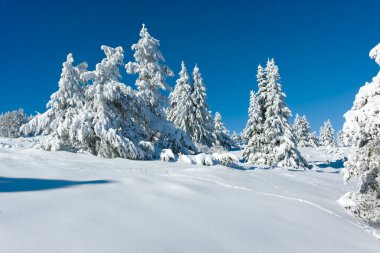Bulgaristan 'ın Sofya Şehir Bölgesi, Vitosha Dağı' nın İnanılmaz Kış manzarası