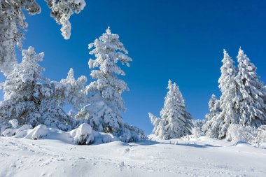 Bulgaristan 'ın Sofya Şehir Bölgesi, Vitosha Dağı' nın İnanılmaz Kış manzarası